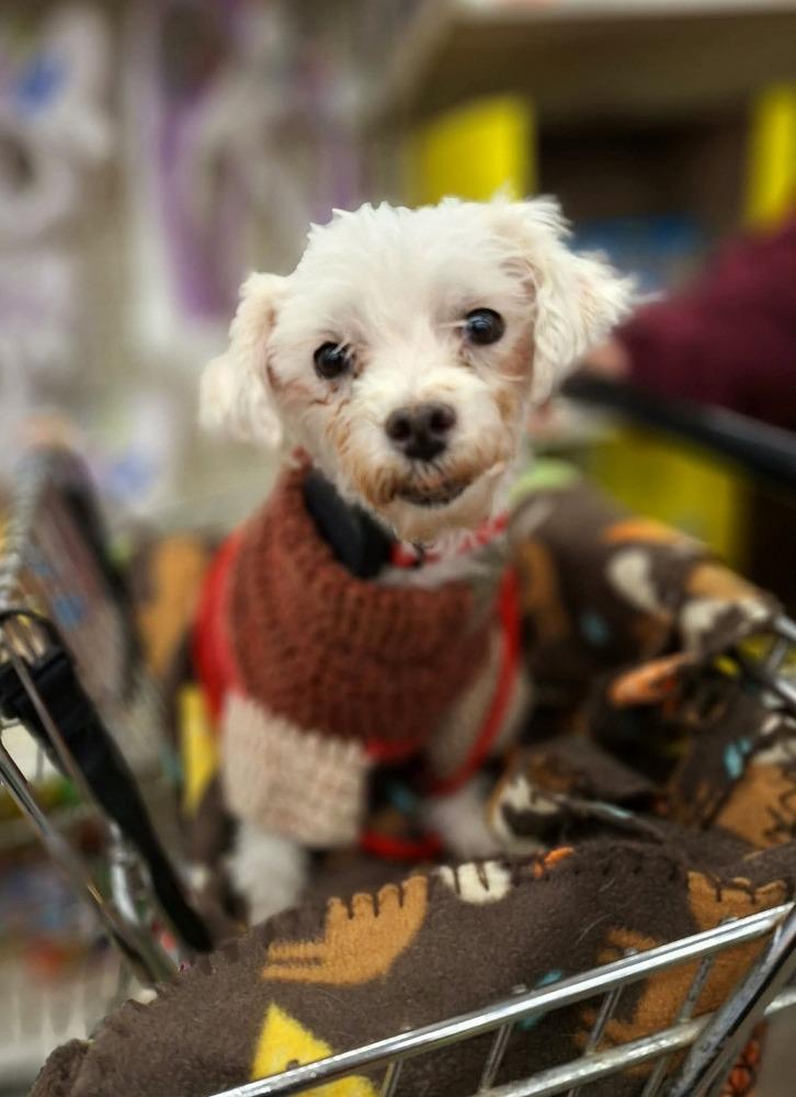 Enlarge Ireland, a Adoptable Maltese in Wausau, WI image 2/6