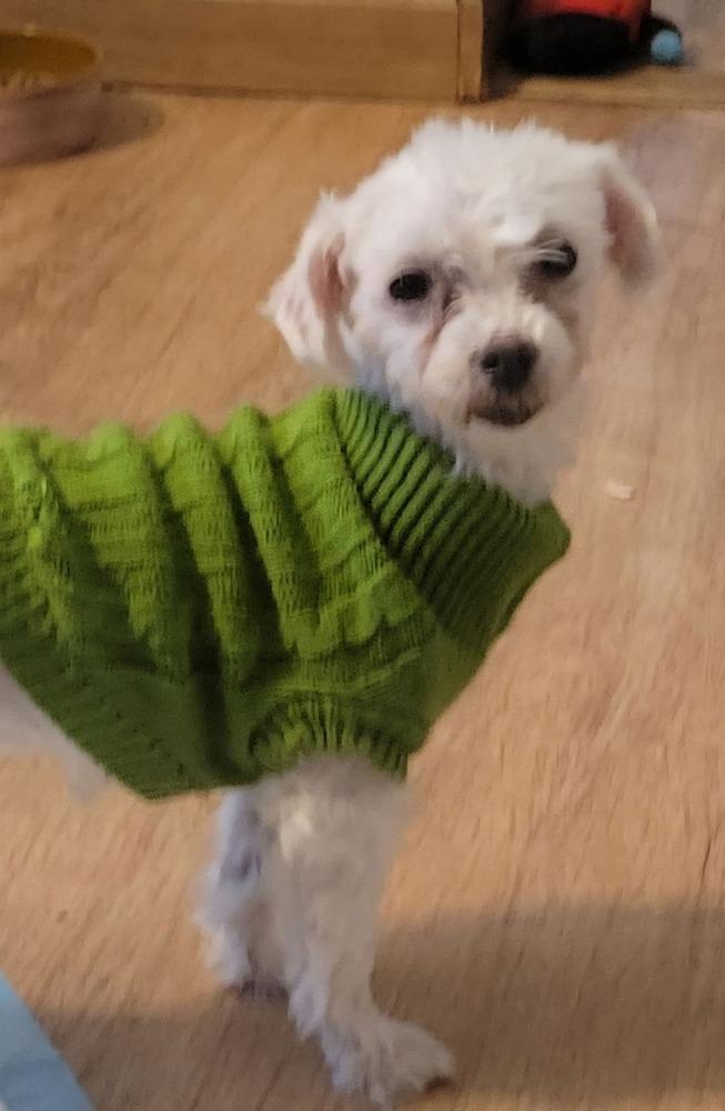 Enlarge Ireland, a Adoptable Maltese in Wausau, WI image 2/4