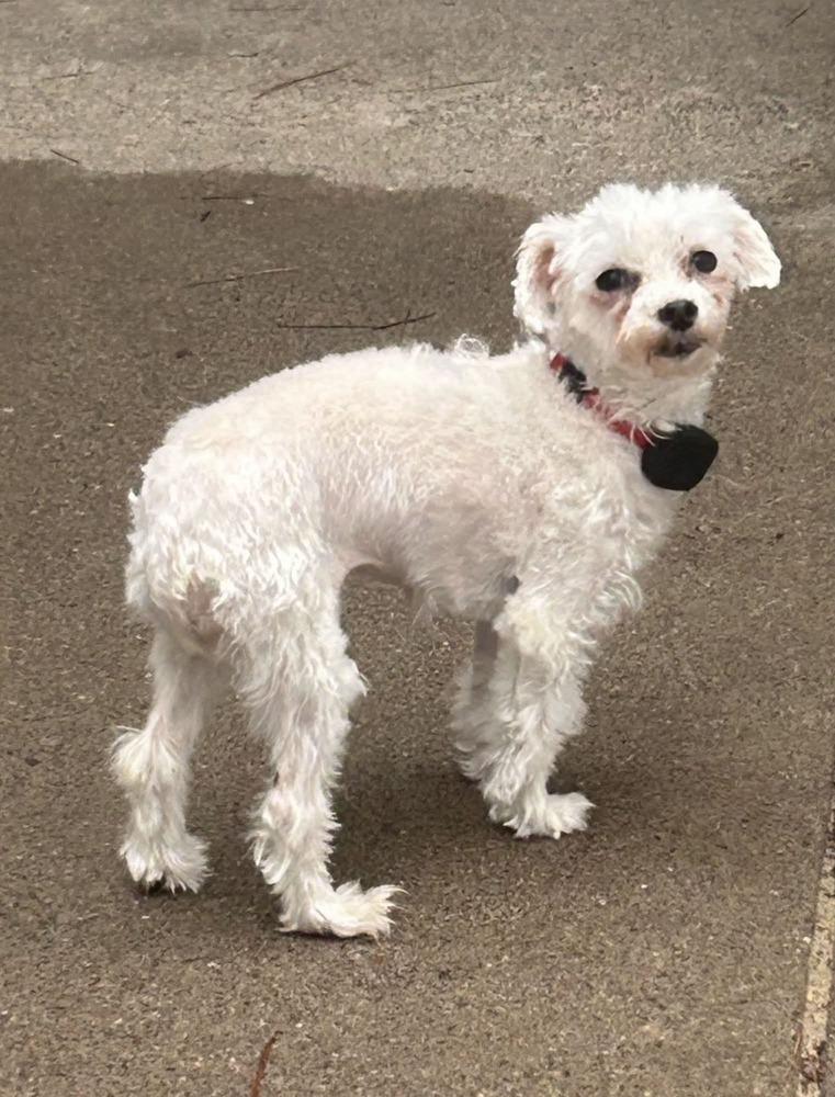 Enlarge Ireland, a Adoptable Maltese in Wausau, WI image 3/4