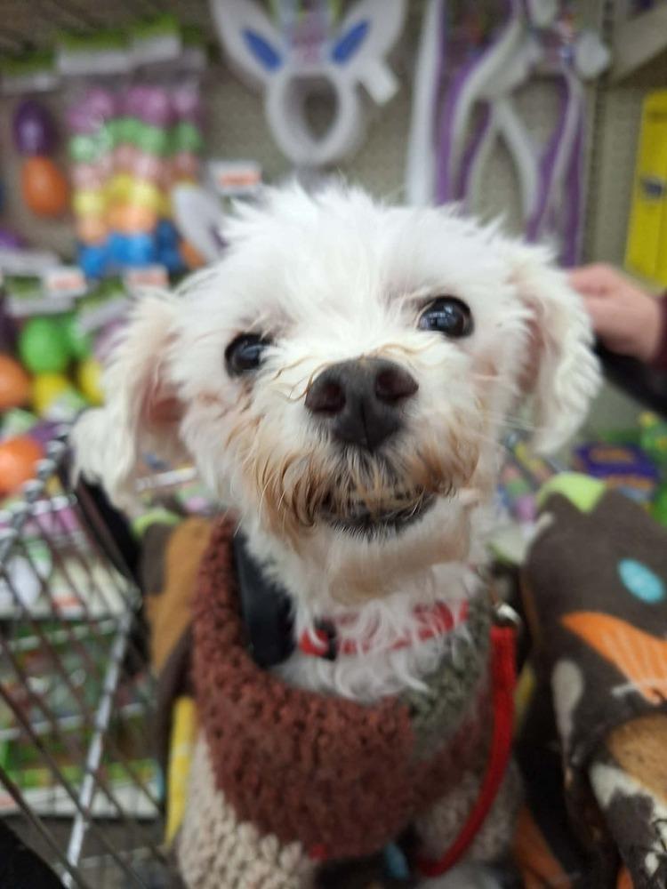 Enlarge Ireland, a Adoptable Maltese in Wausau, WI image 5/6