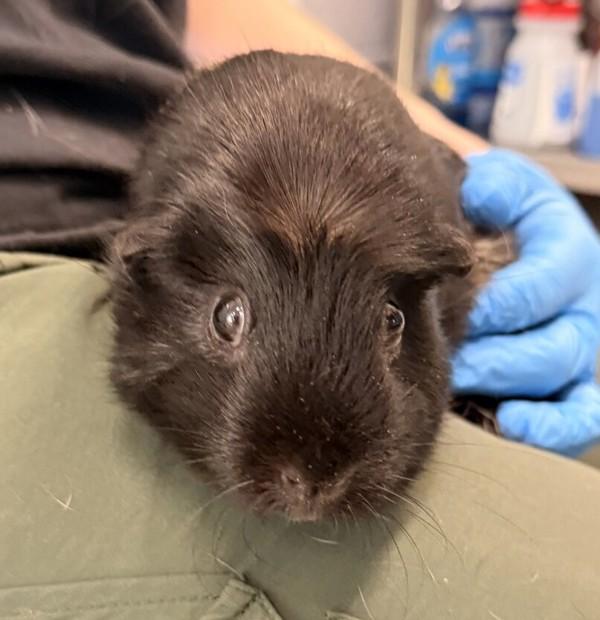 Chocla, Adoptable, Adult Female Guinea Pig.