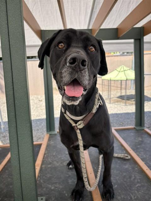 Enlarge OLINE, a Adoptable mixed breed in Lincolnton, NC image 1/1