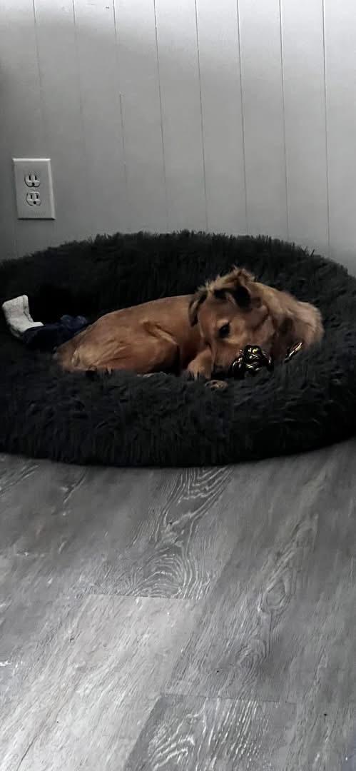 Anael, a ADOPTABLE mixed breed in Virginia Beach, VA image 4/6