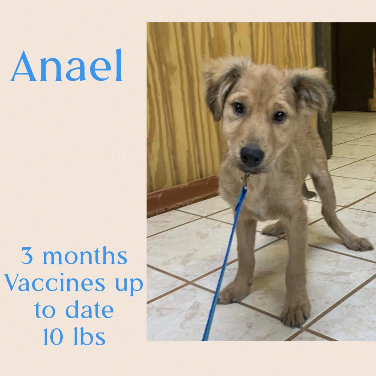 Anael, a ADOPTABLE mixed breed in Virginia Beach, VA image 6/6