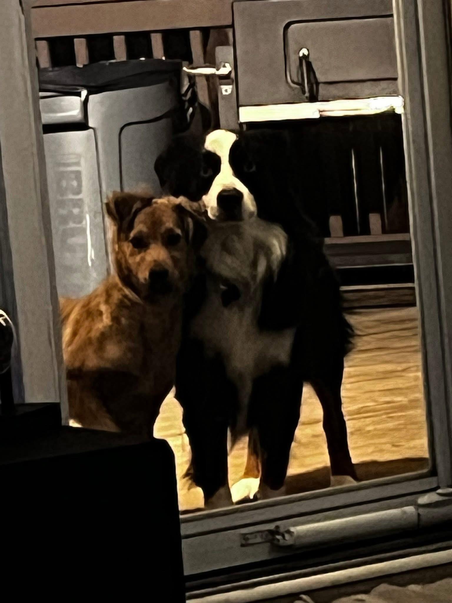 Anael, a ADOPTABLE mixed breed in Virginia Beach, VA image 3/6