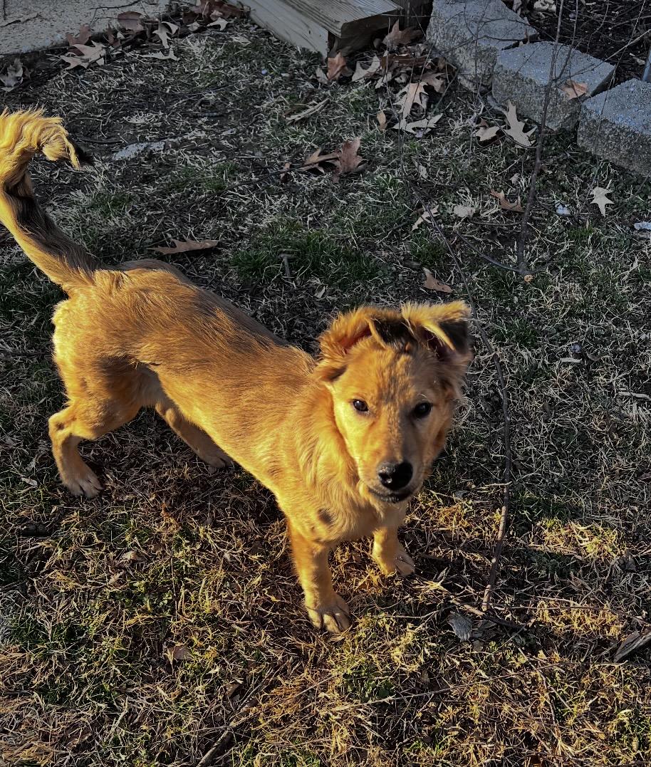Anael, a ADOPTABLE mixed breed in Virginia Beach, VA image 5/6