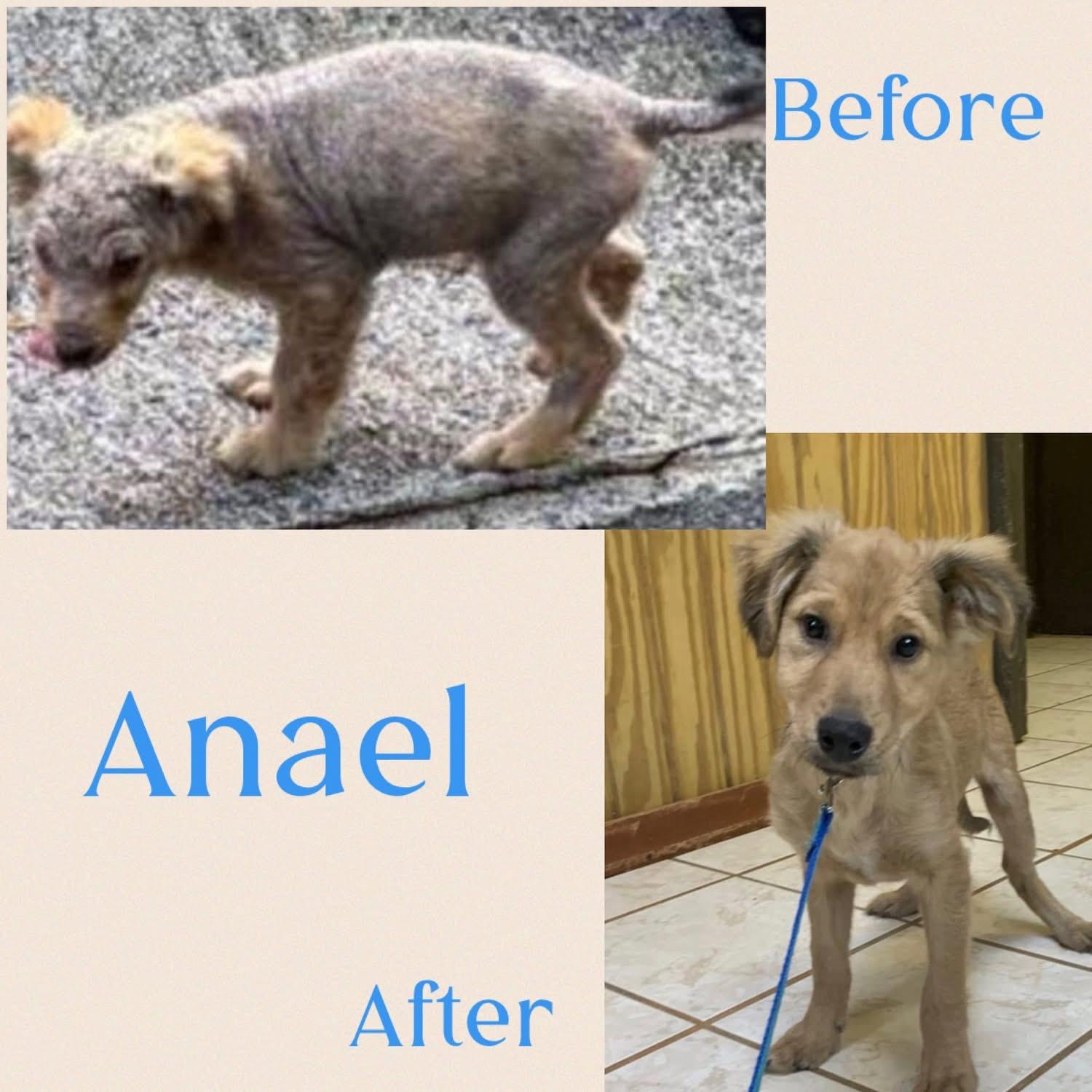 Anael, ADOPTABLE, Puppy Male Golden Retriever.