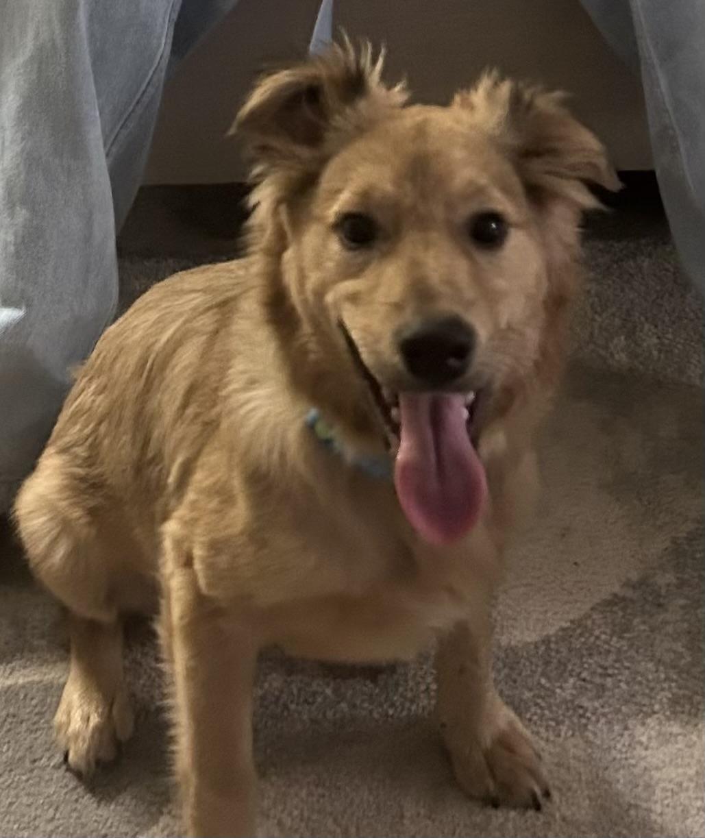 Andi, adopted, Puppy Male Golden Retriever.