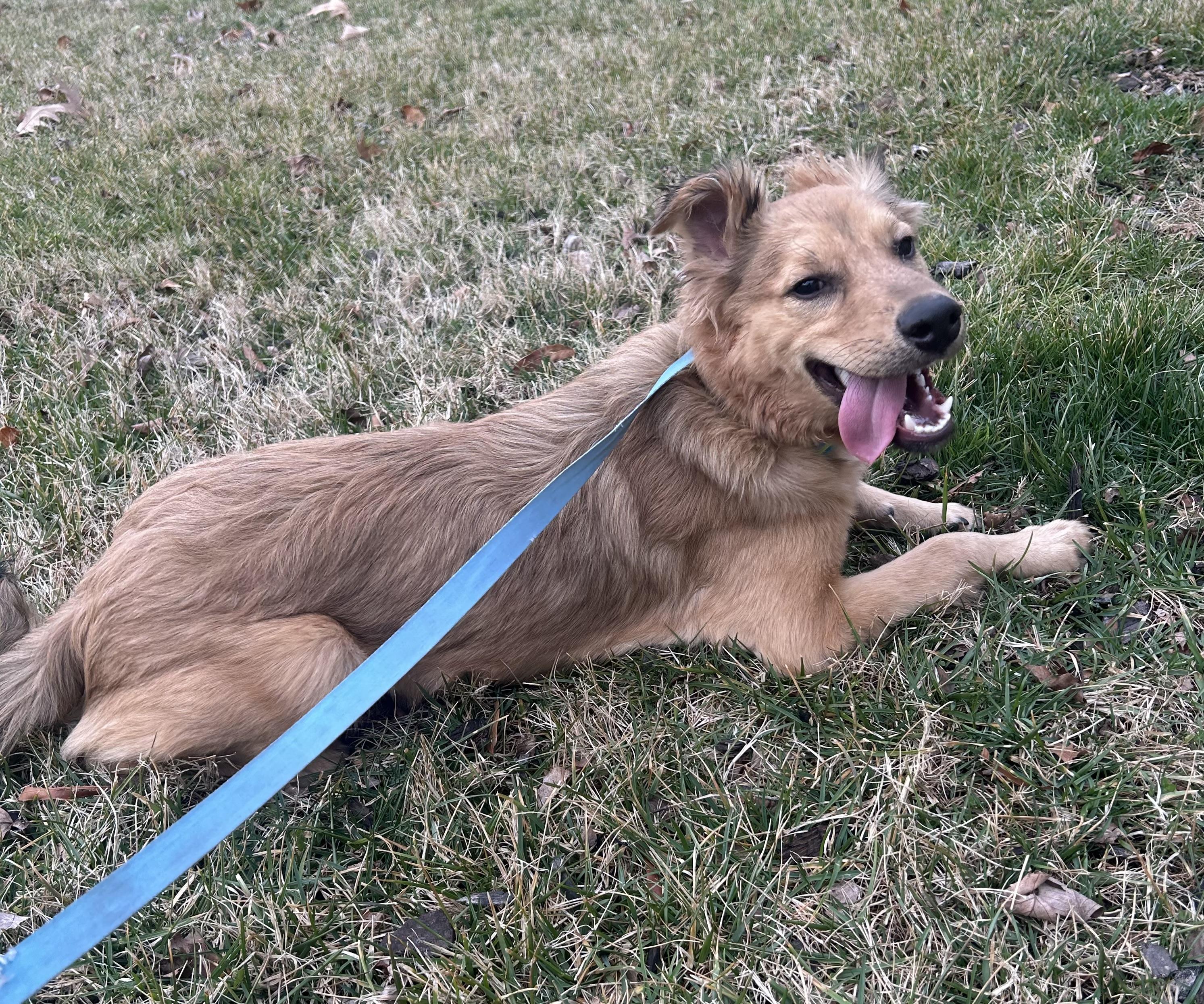 Enlarge Andi, an adopted mixed breed in Virginia Beach, VA image 3/6