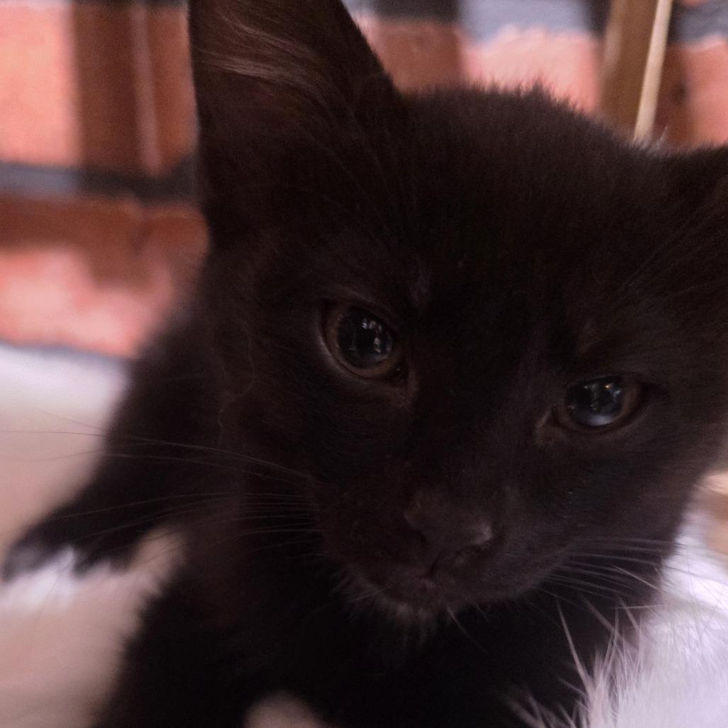 Makoto, a Adoptable Domestic Short Hair in Manhattan, KS image 2/3