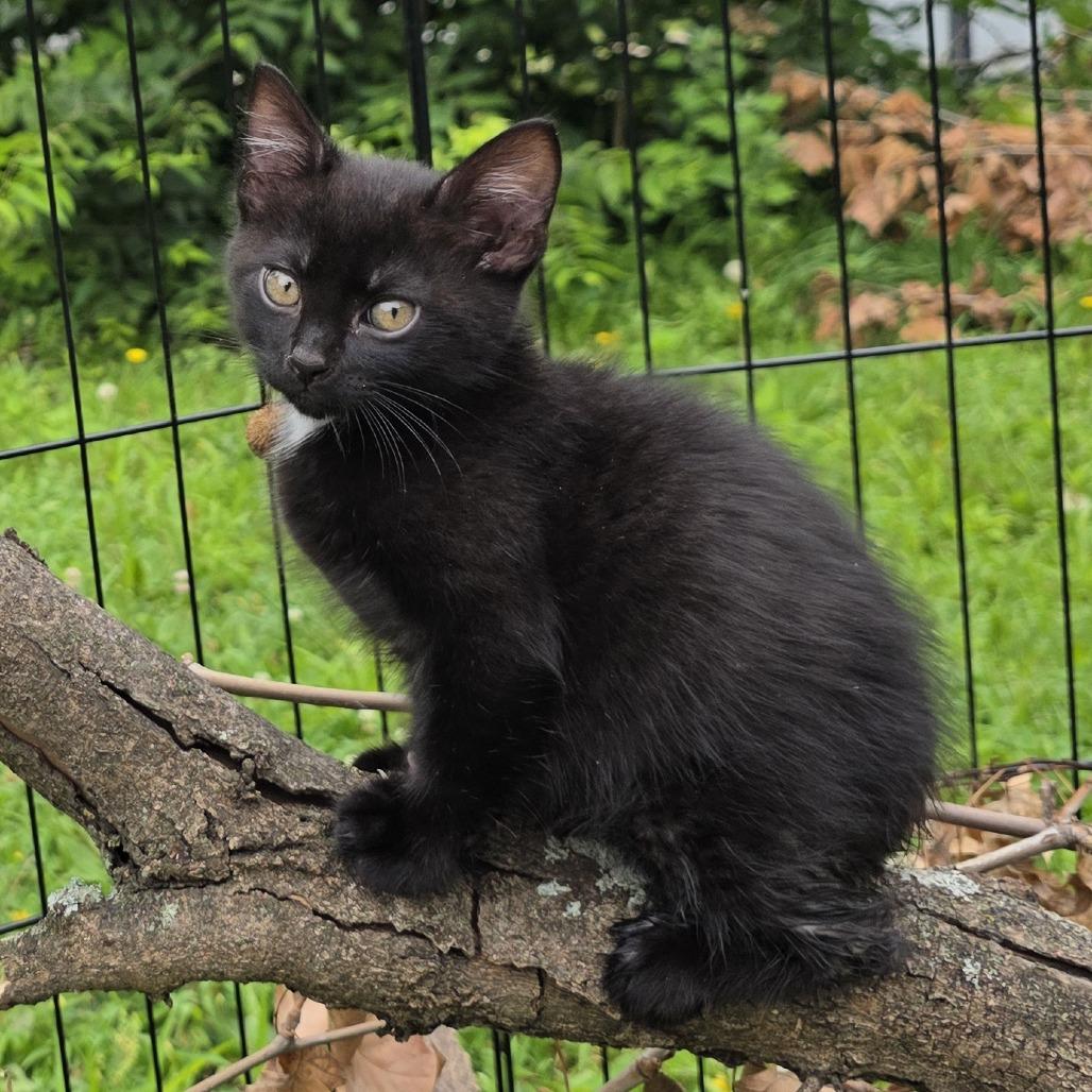 Makoto, a Adoptable Domestic Short Hair in Manhattan, KS image 3/3