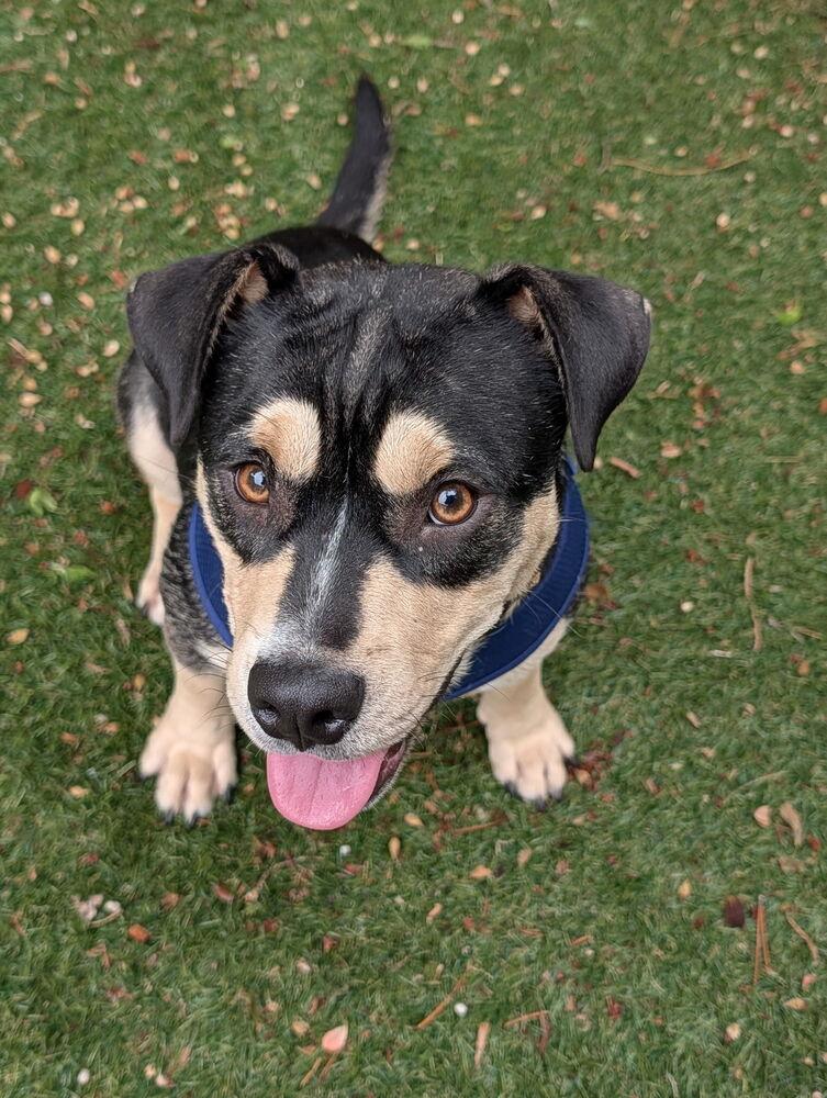 Enlarge Sabrina, a Adoptable mixed breed in Aurora, CO image 1/1