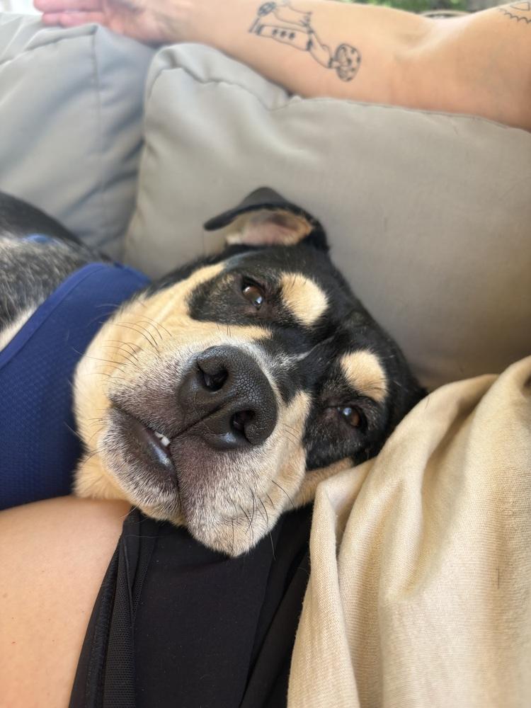 Enlarge Sabrina, a Adoptable mixed breed in Aurora, CO image 2/6