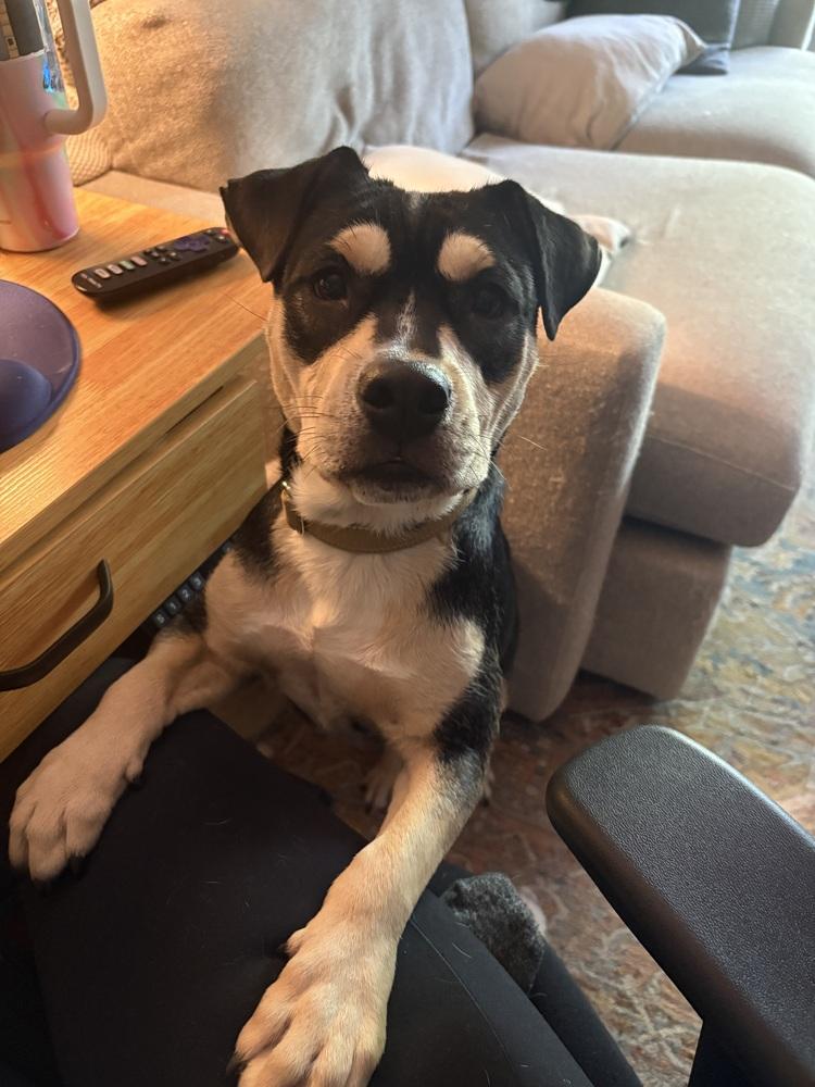 Enlarge Sabrina, a Adoptable mixed breed in Aurora, CO image 5/6