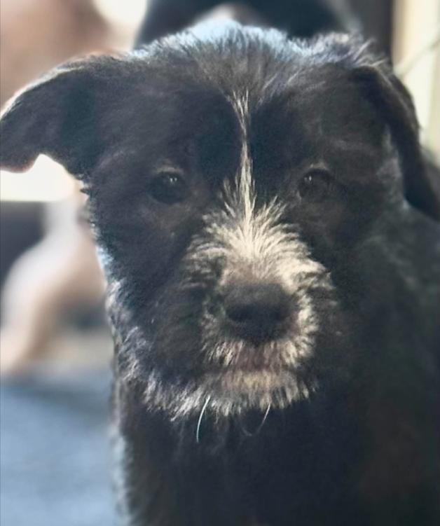 Bugs, an adopted mixed breed in Eutawville, SC image 5/6