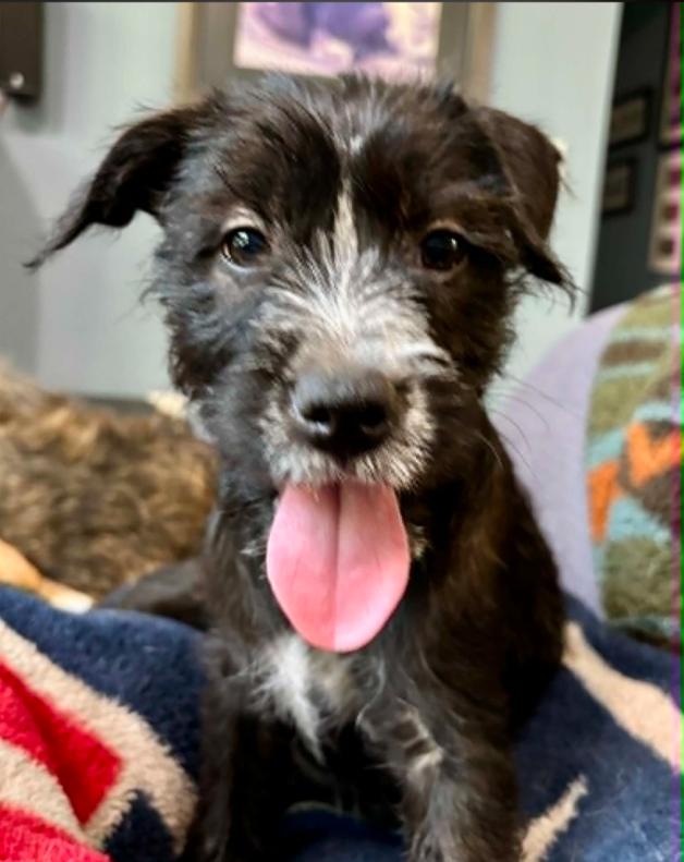 Bugs, an adopted mixed breed in Eutawville, SC image 2/6