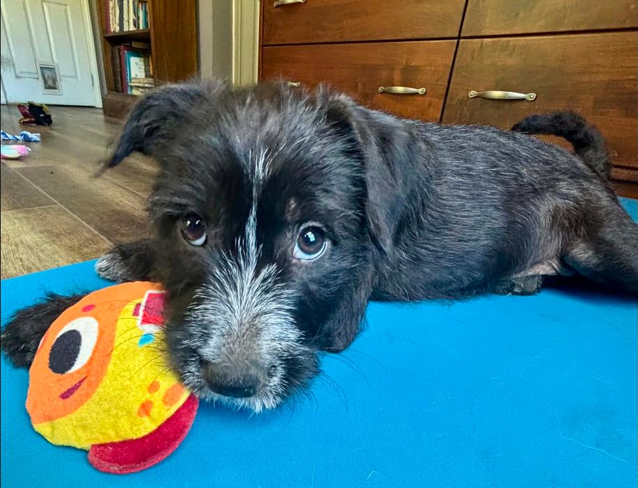 Bugs, adopted, Puppy Female Mixed Breed.