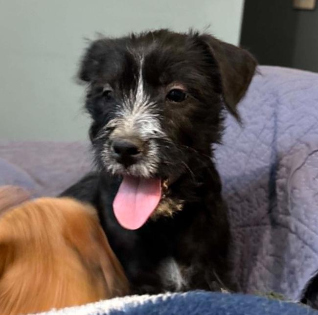 Bugs, an adopted mixed breed in Eutawville, SC image 6/6