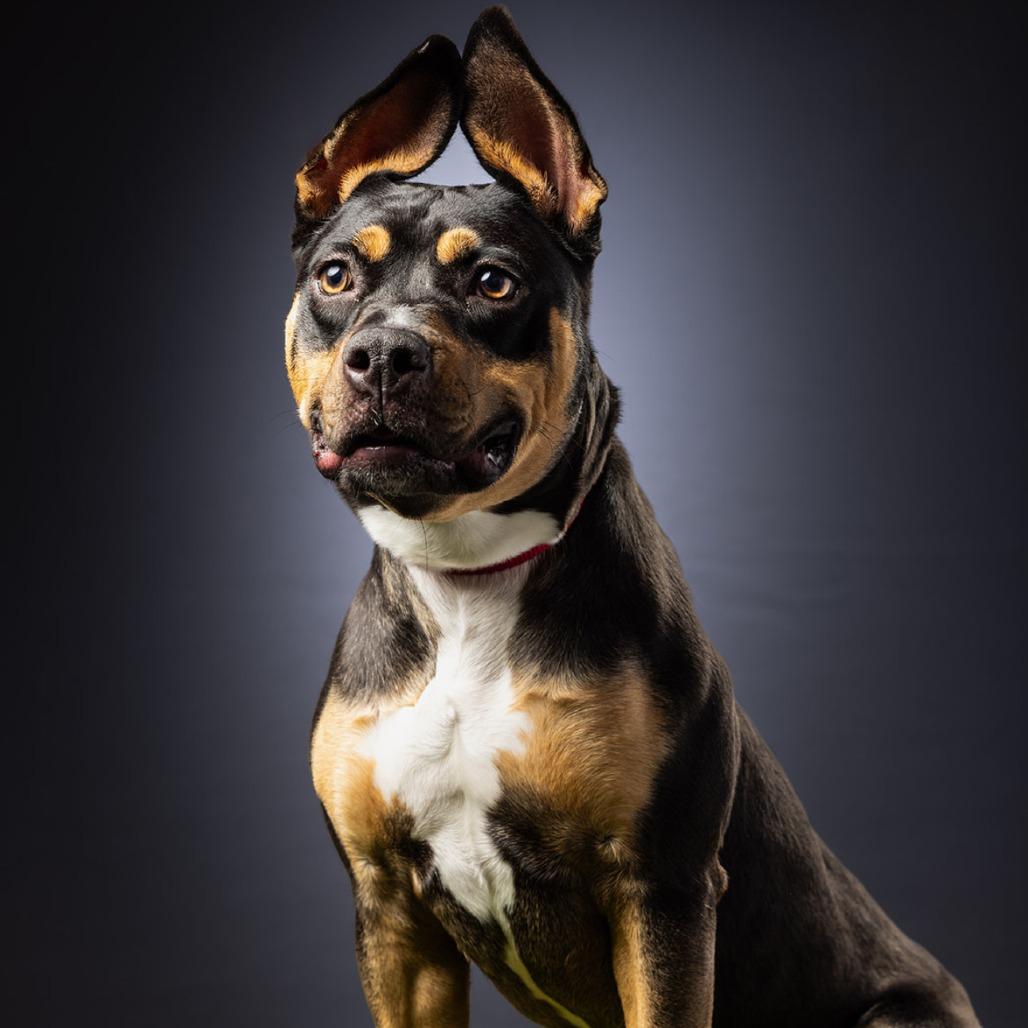 James, Adoptable, Adult Male Manchester Terrier.