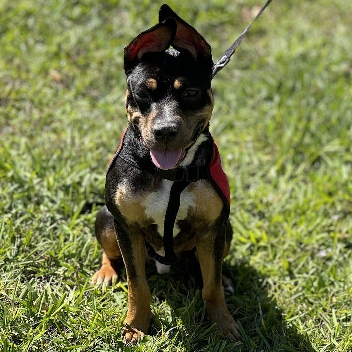 Enlarge James, a Adoptable mixed breed in Jupiter, FL image 3/6