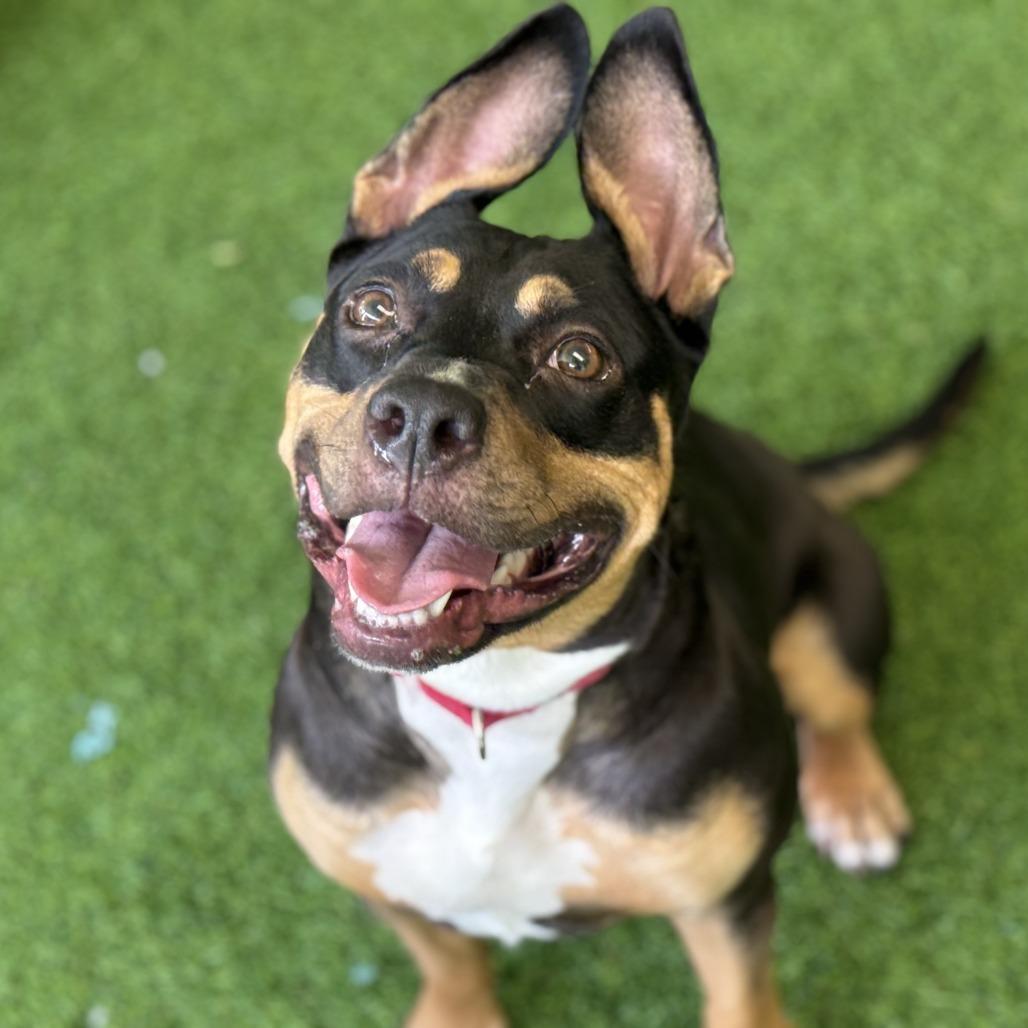 Enlarge James, a Adoptable mixed breed in Jupiter, FL image 4/6