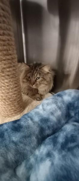 Enlarge Scar, a ADOPTABLE mixed breed in Duluth, GA image 3/3