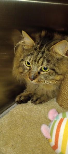 Enlarge Scar, a ADOPTABLE mixed breed in Duluth, GA image 2/3