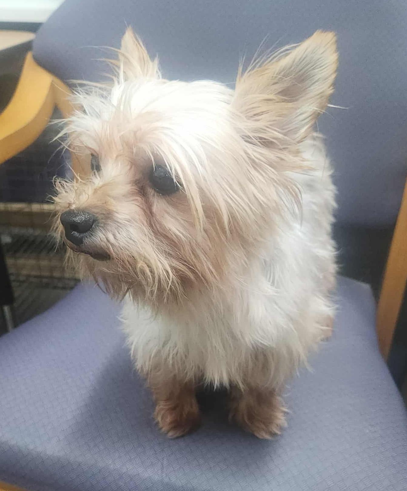 Yorkie Dorkie, a Adopted Yorkshire Terrier in Marionville , MO image 1/3