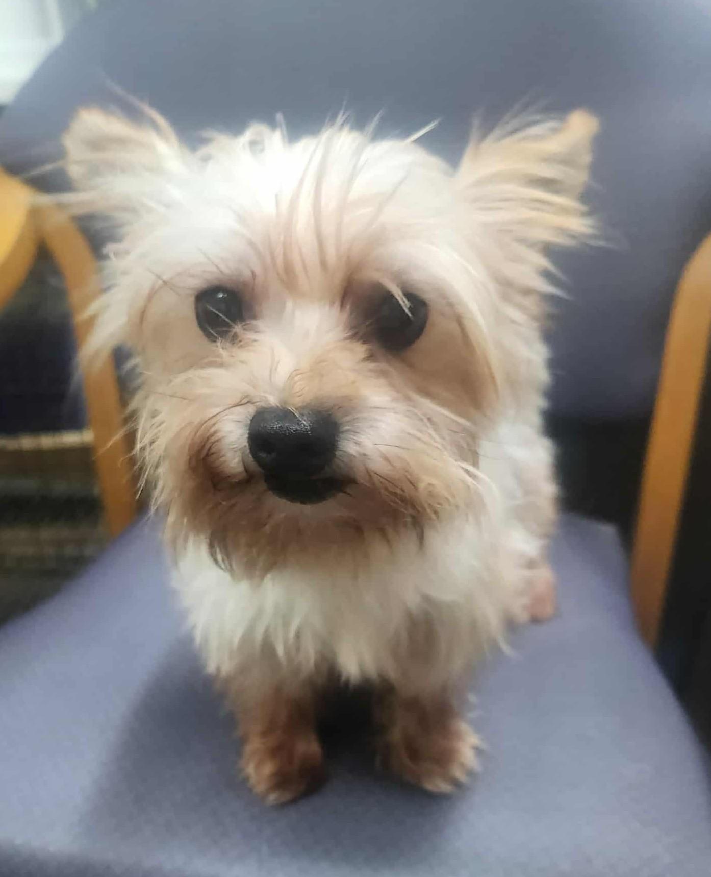 Yorkie Dorkie, a Adopted Yorkshire Terrier in Marionville , MO image 2/3