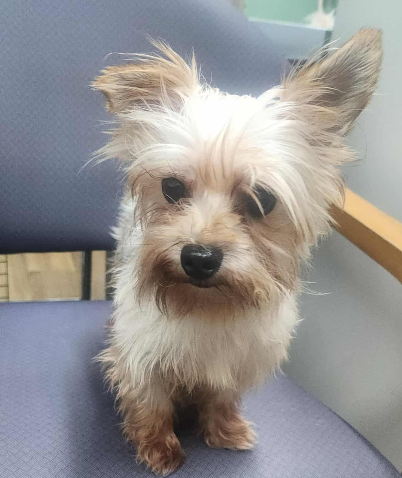 Yorkie Dorkie, a Adopted Yorkshire Terrier in Marionville , MO image 3/3