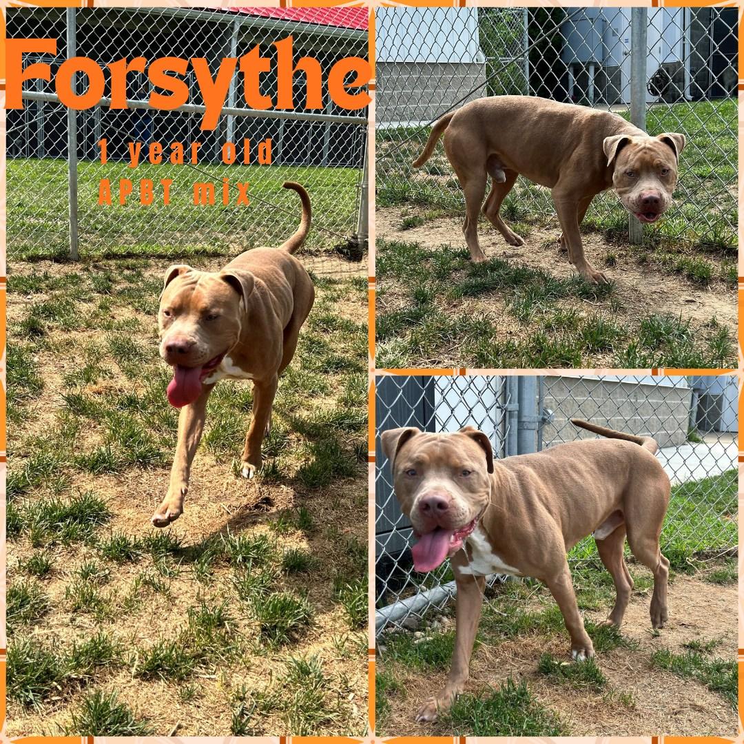 Enlarge Forsythe, a Adoptable Pit Bull Terrier in Franklin, IN image 1/1