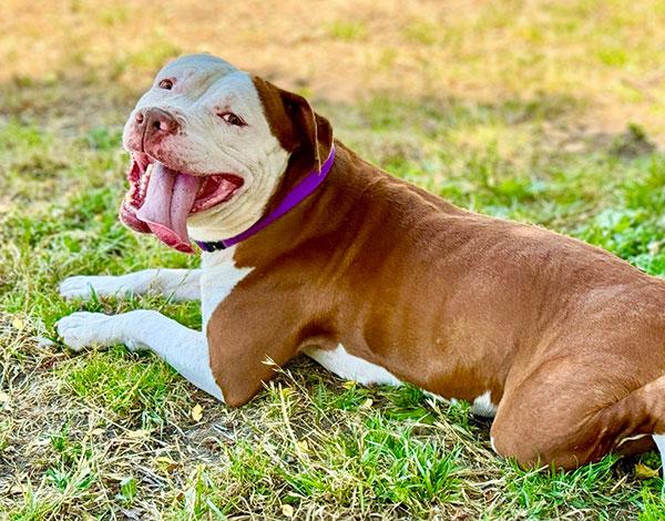 Boxie **Courtesy Post. Out of town pet. See below for details**