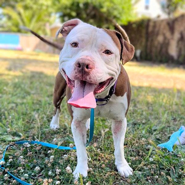 Boxie **Courtesy Post. Out of town pet. See below for details**