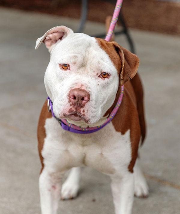 Boxie **Courtesy Post. Out of town pet. See below for details**
