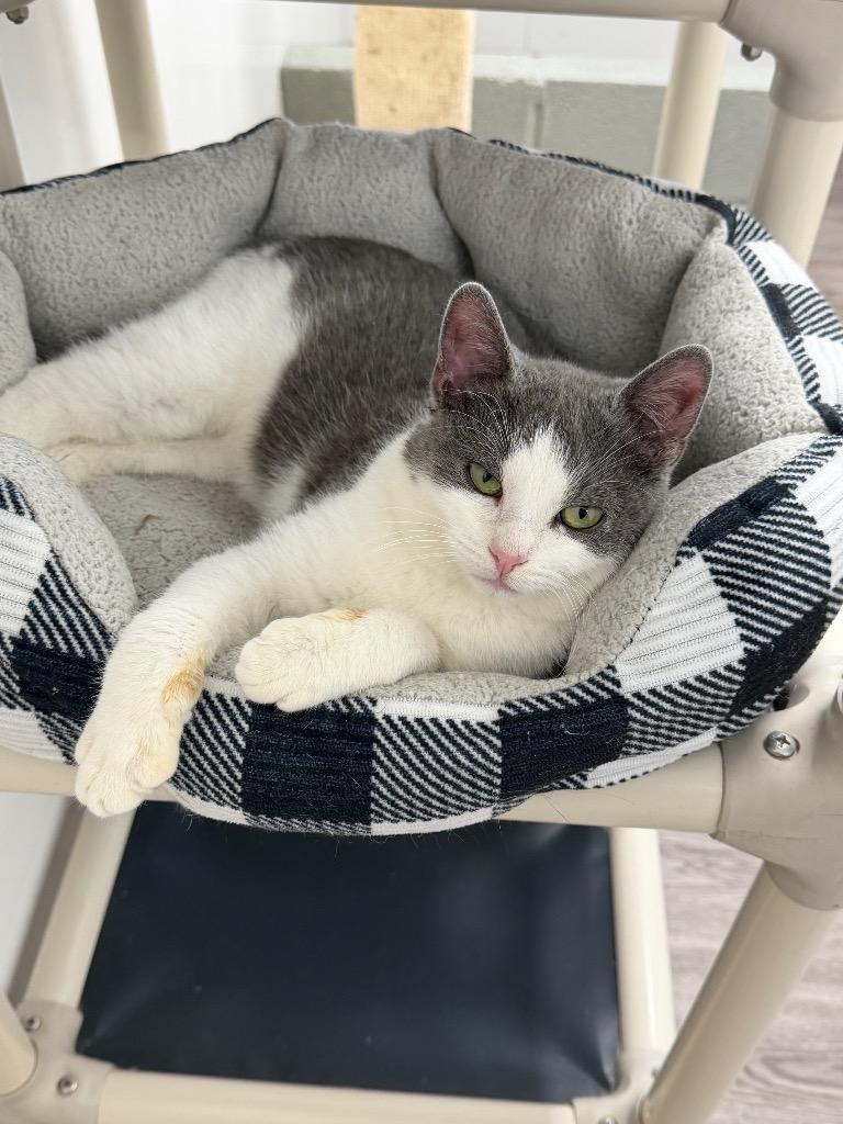 Joey, Adoptable, Young Male Domestic Short Hair.