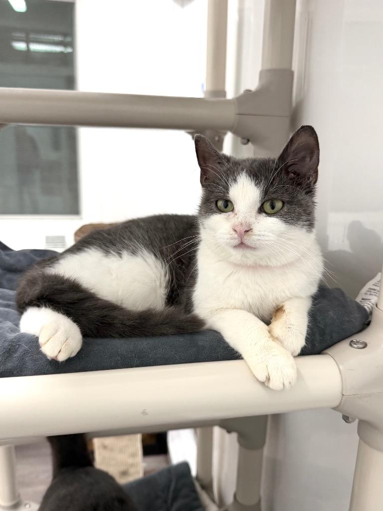 Enlarge Joey, a Adoptable mixed breed in Glenfield, NY image 3/6