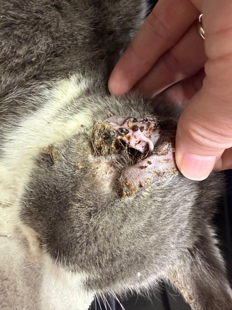 Enlarge Joey, a Adoptable mixed breed in Glenfield, NY image 4/6