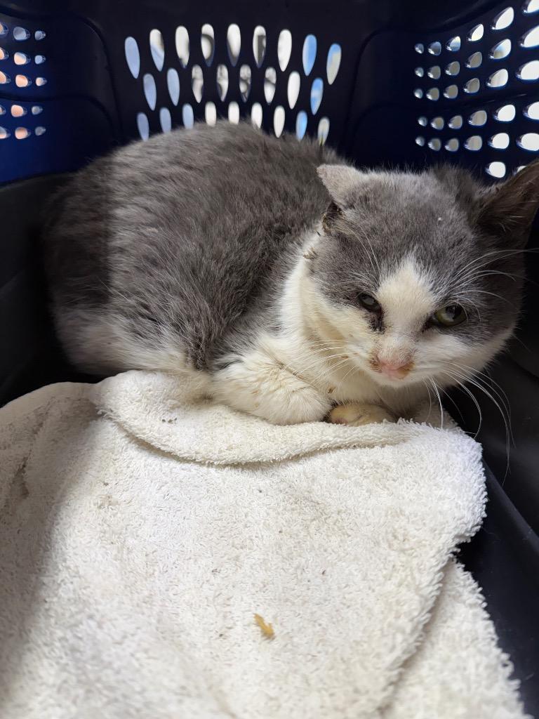 Enlarge Joey, a Adoptable mixed breed in Glenfield, NY image 5/6