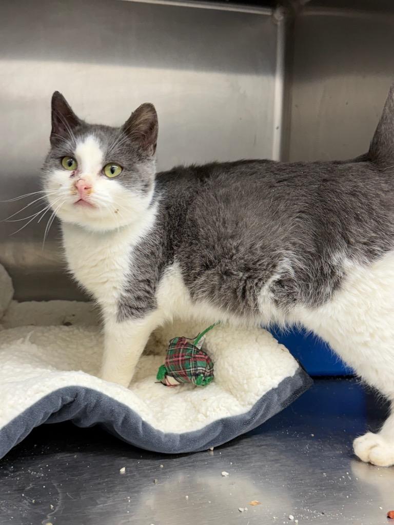 Enlarge Joey, a Adoptable mixed breed in Glenfield, NY image 6/6