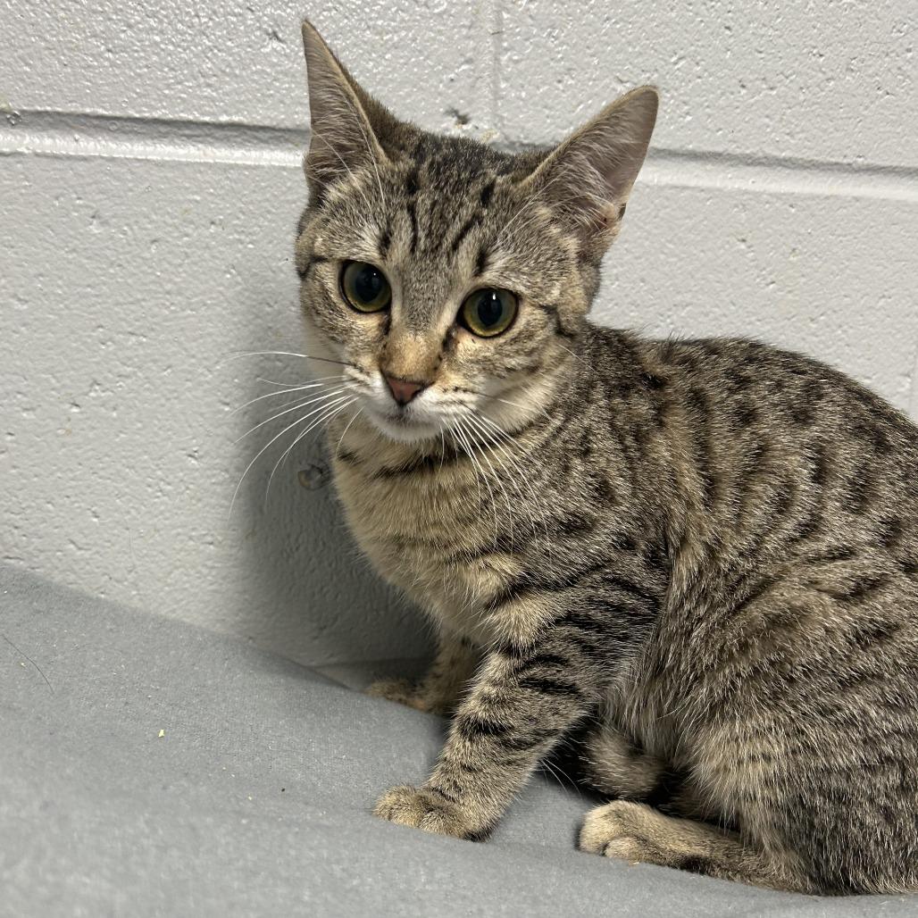 tater tot, Adoptable, Young Female Domestic Short Hair.