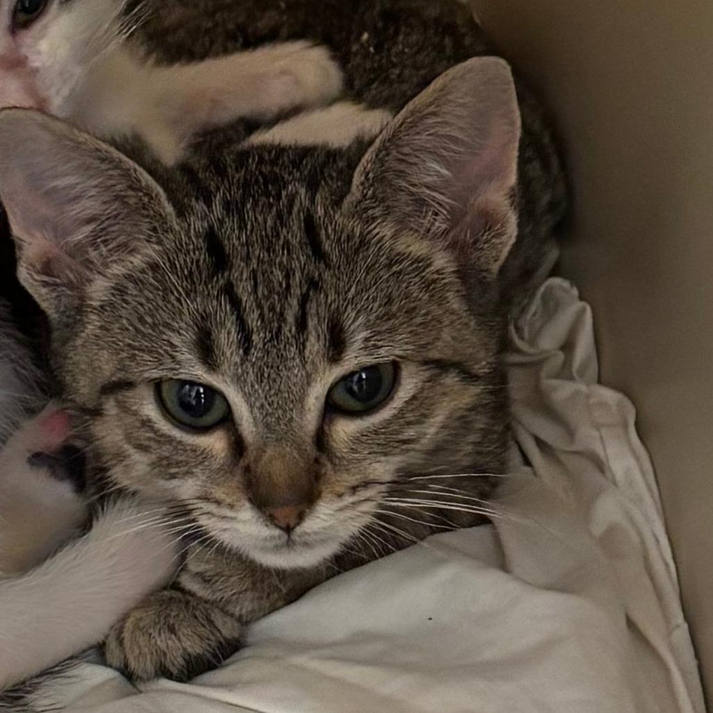 Enlarge tater tot, a Adoptable Domestic Short Hair in Enterprise, AL image 2/2