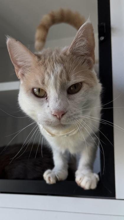 26-547 Frito, Adoptable, Adult Male Domestic Short Hair & Domestic Short Hair.