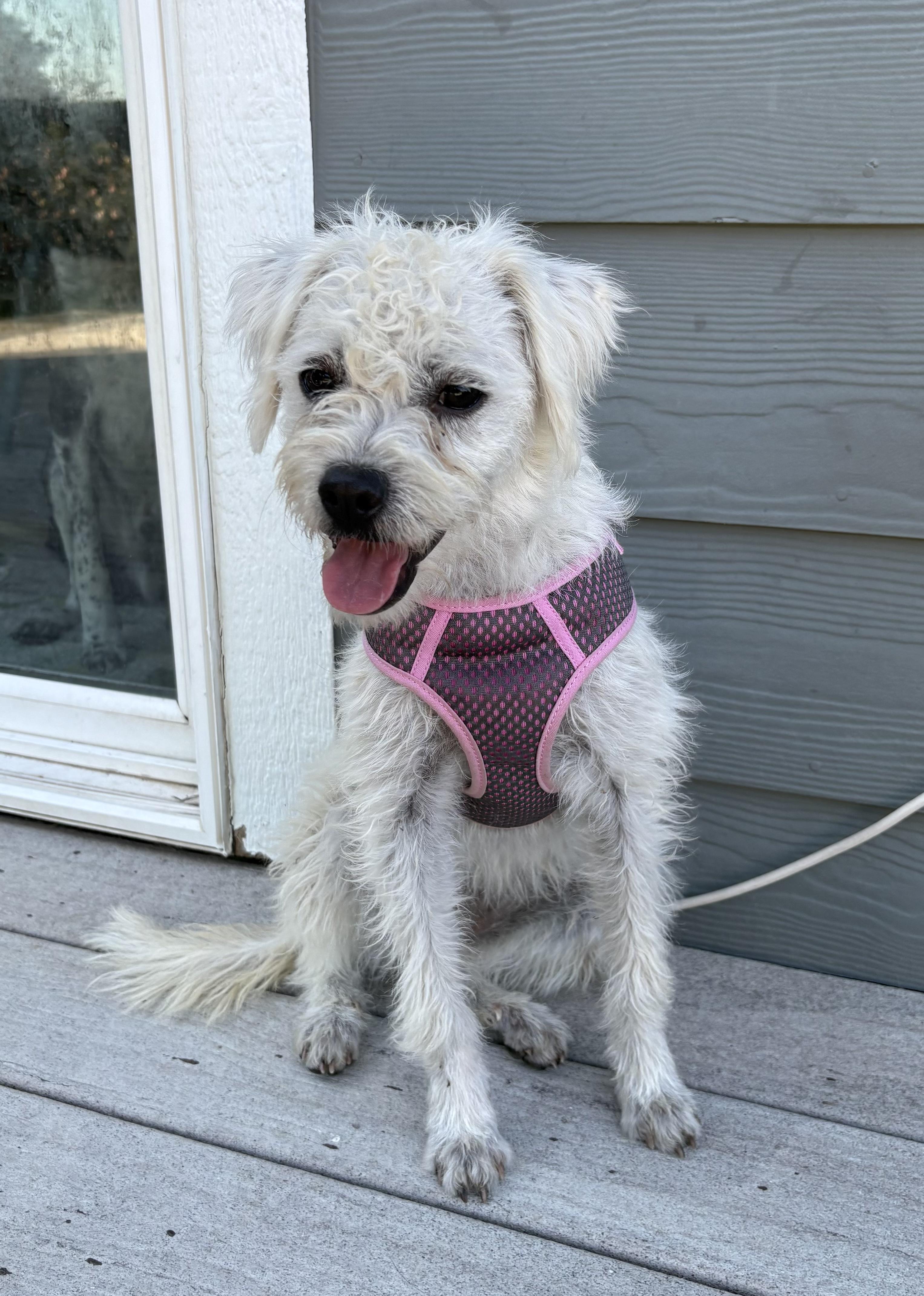 Lois , a Adoptable mixed breed in Longmont, CO image 1/2