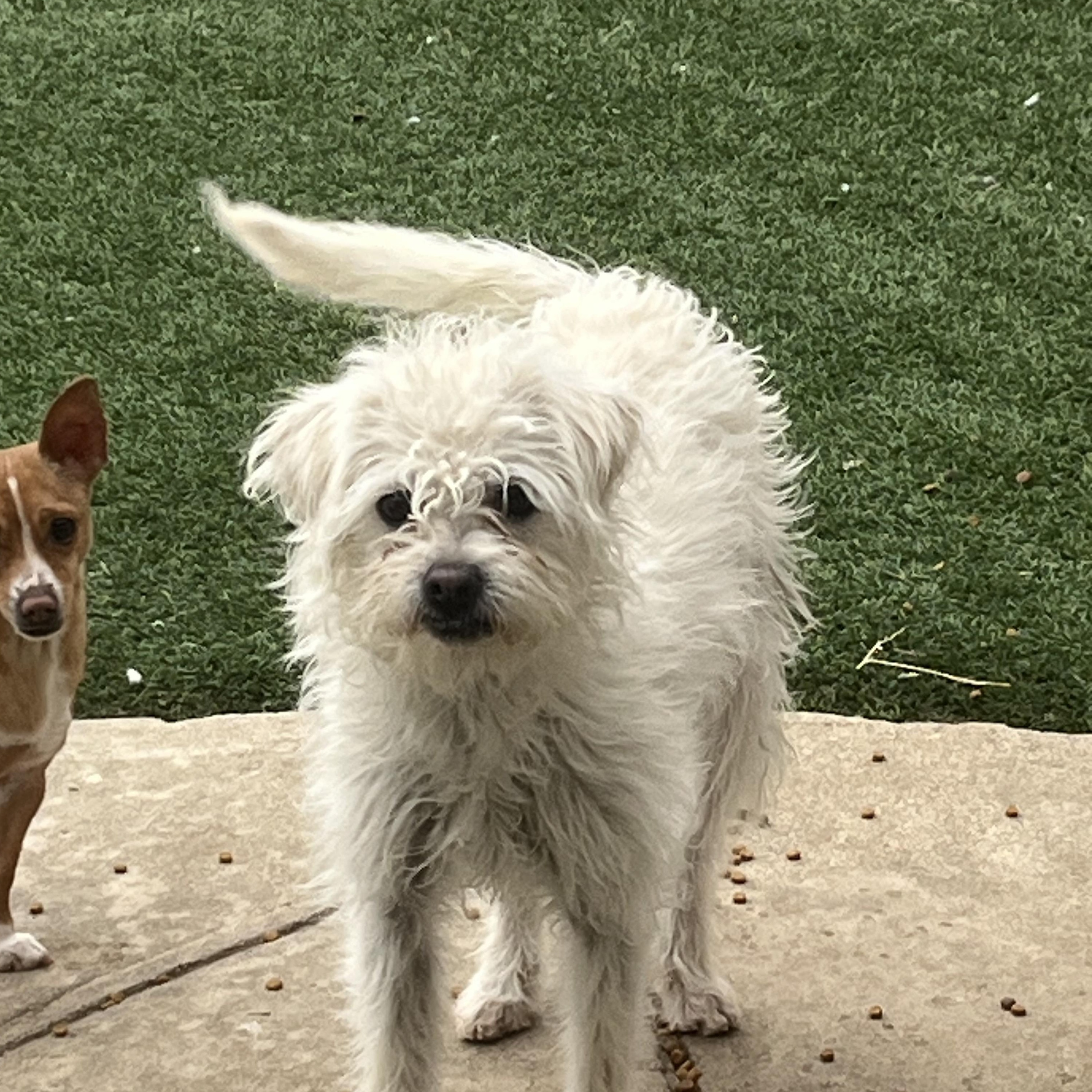 Lois , a Adoptable mixed breed in Longmont, CO image 2/2