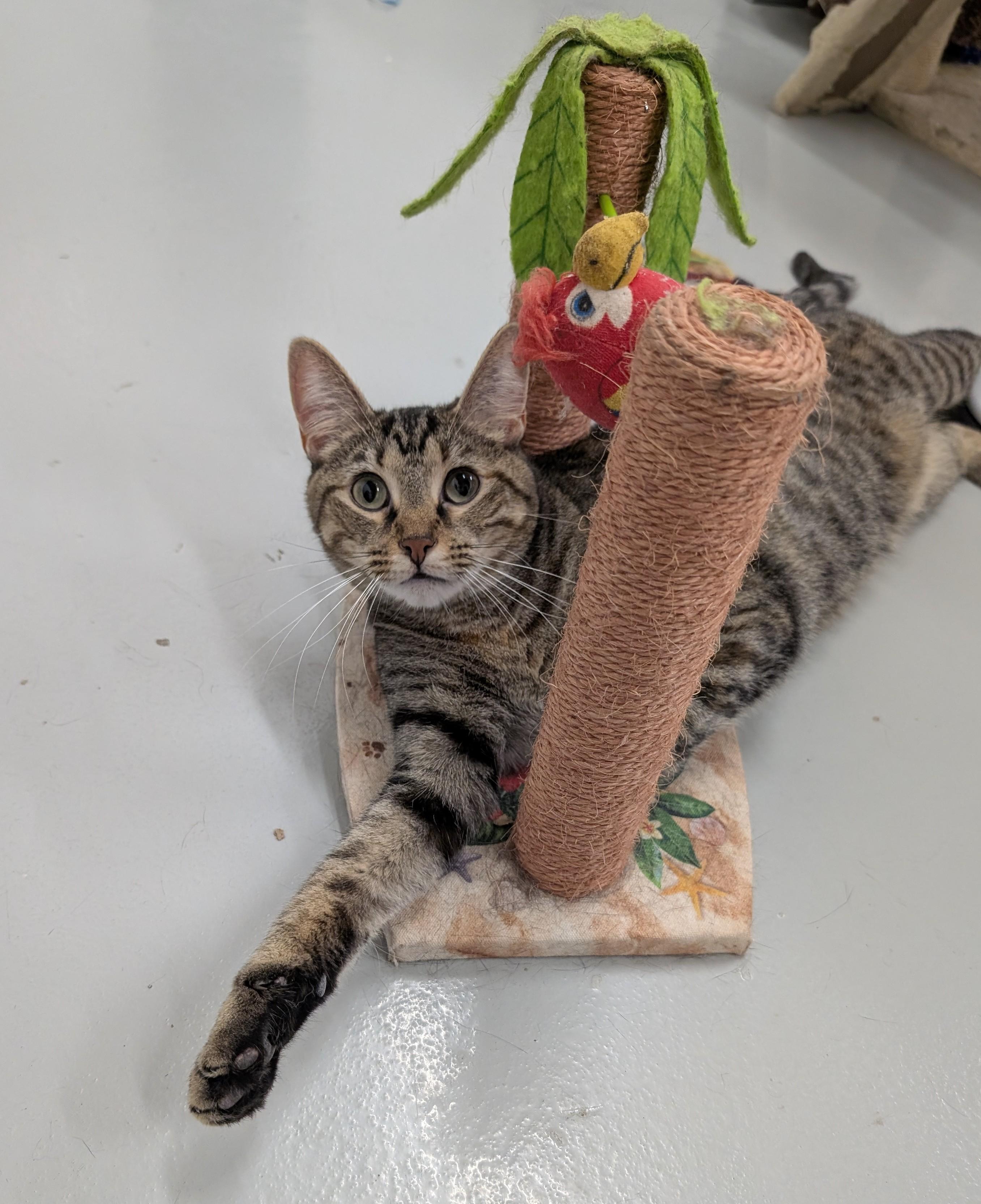 Jack, a Adoptable mixed breed in West Palm Beach, FL image 2/6