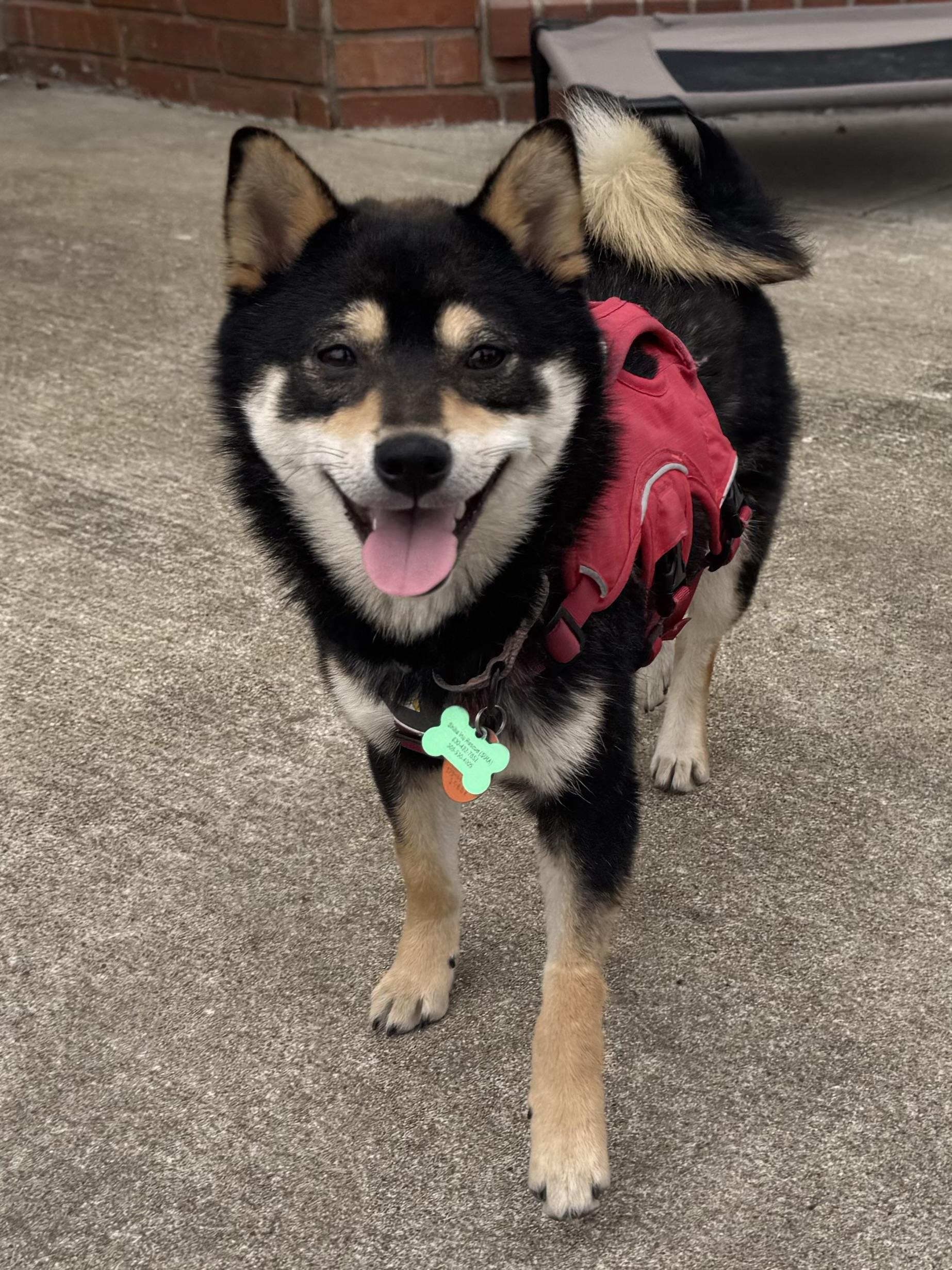 Enlarge Izzy, an adopted Shiba Inu in Kansas City, MO image 3/6