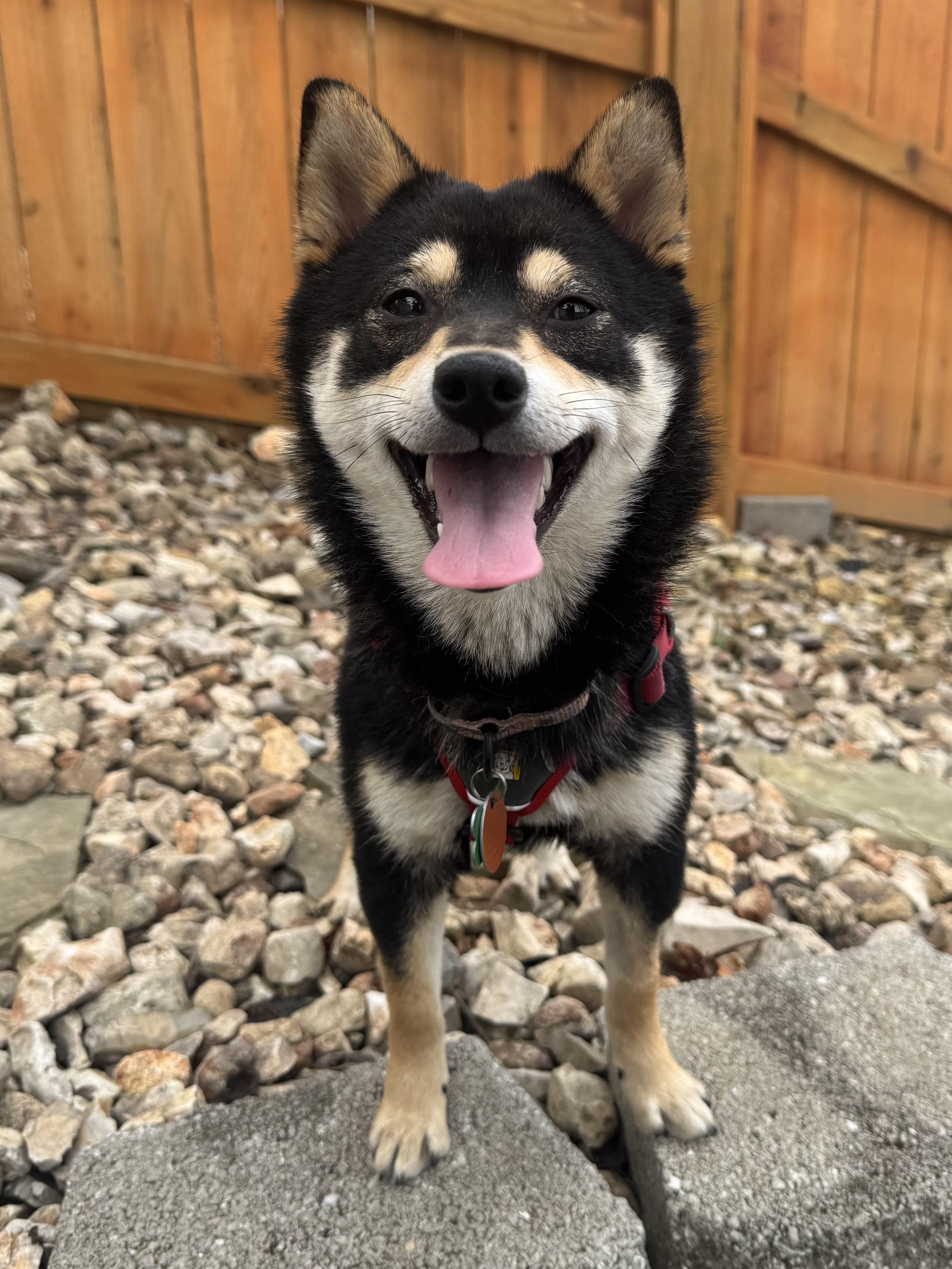 Enlarge Izzy, an adopted Shiba Inu in Kansas City, MO image 4/6