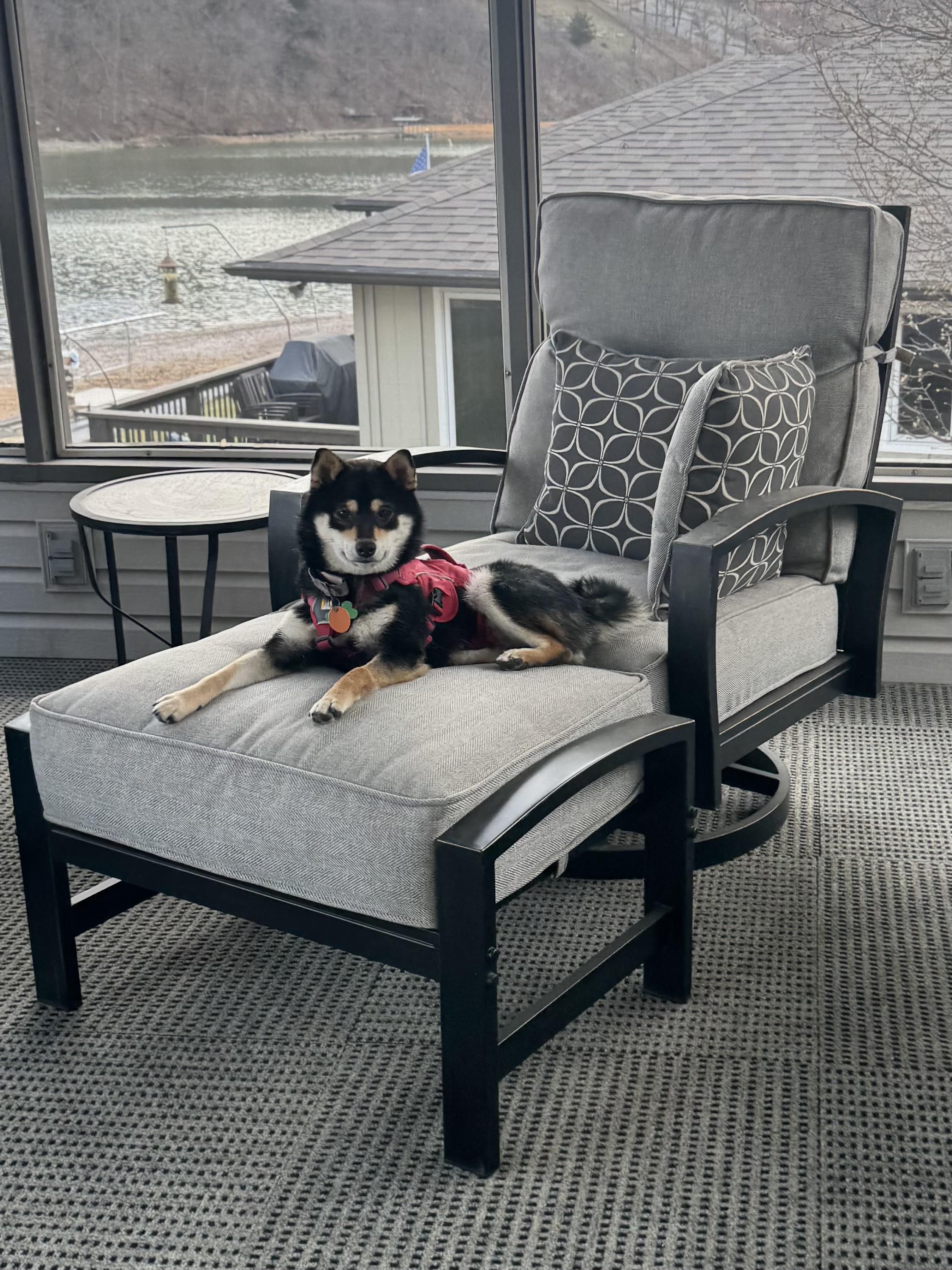 Enlarge Izzy, an adopted Shiba Inu in Kansas City, MO image 5/6