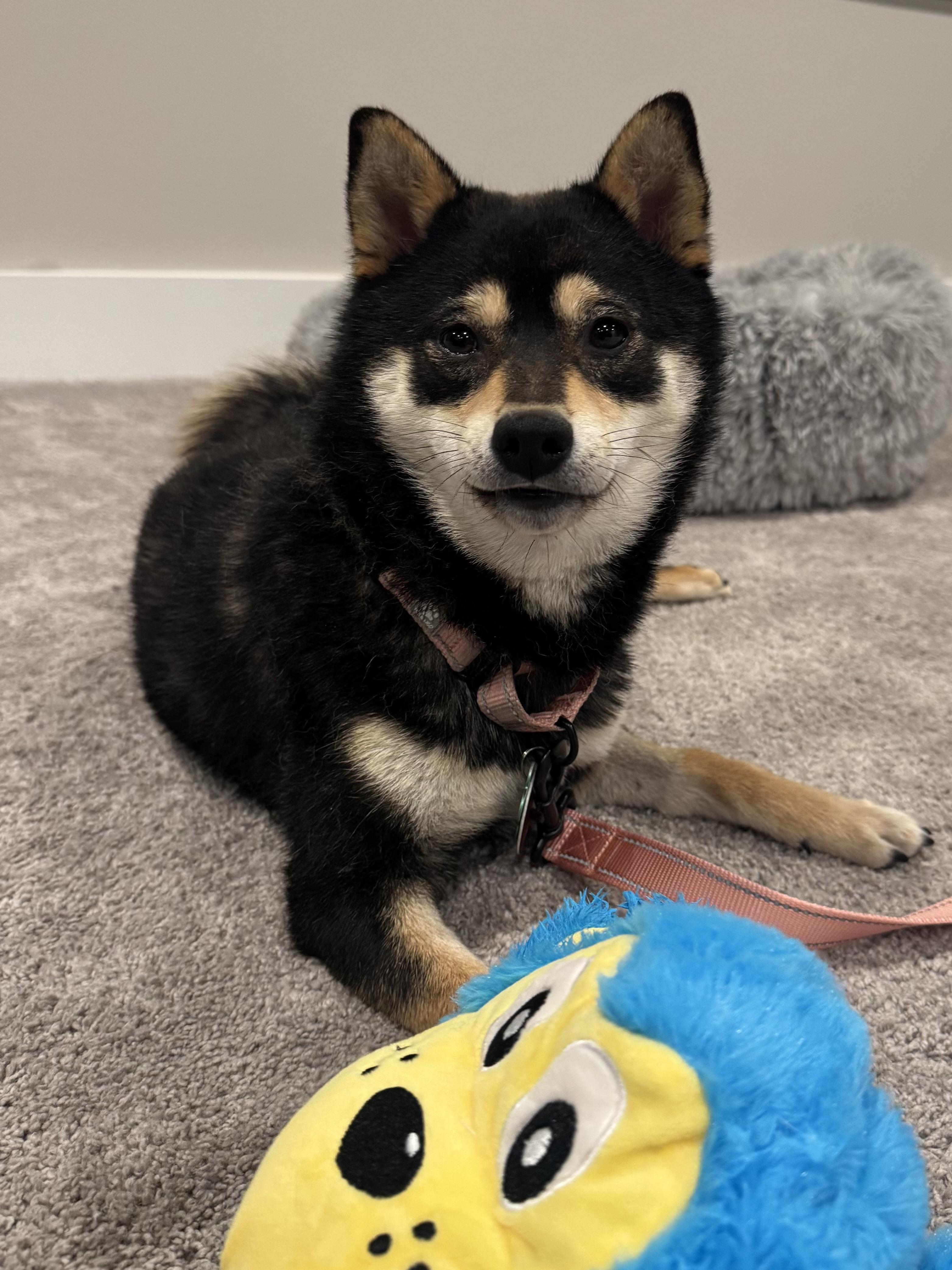 Enlarge Izzy, an adopted Shiba Inu in Kansas City, MO image 2/6