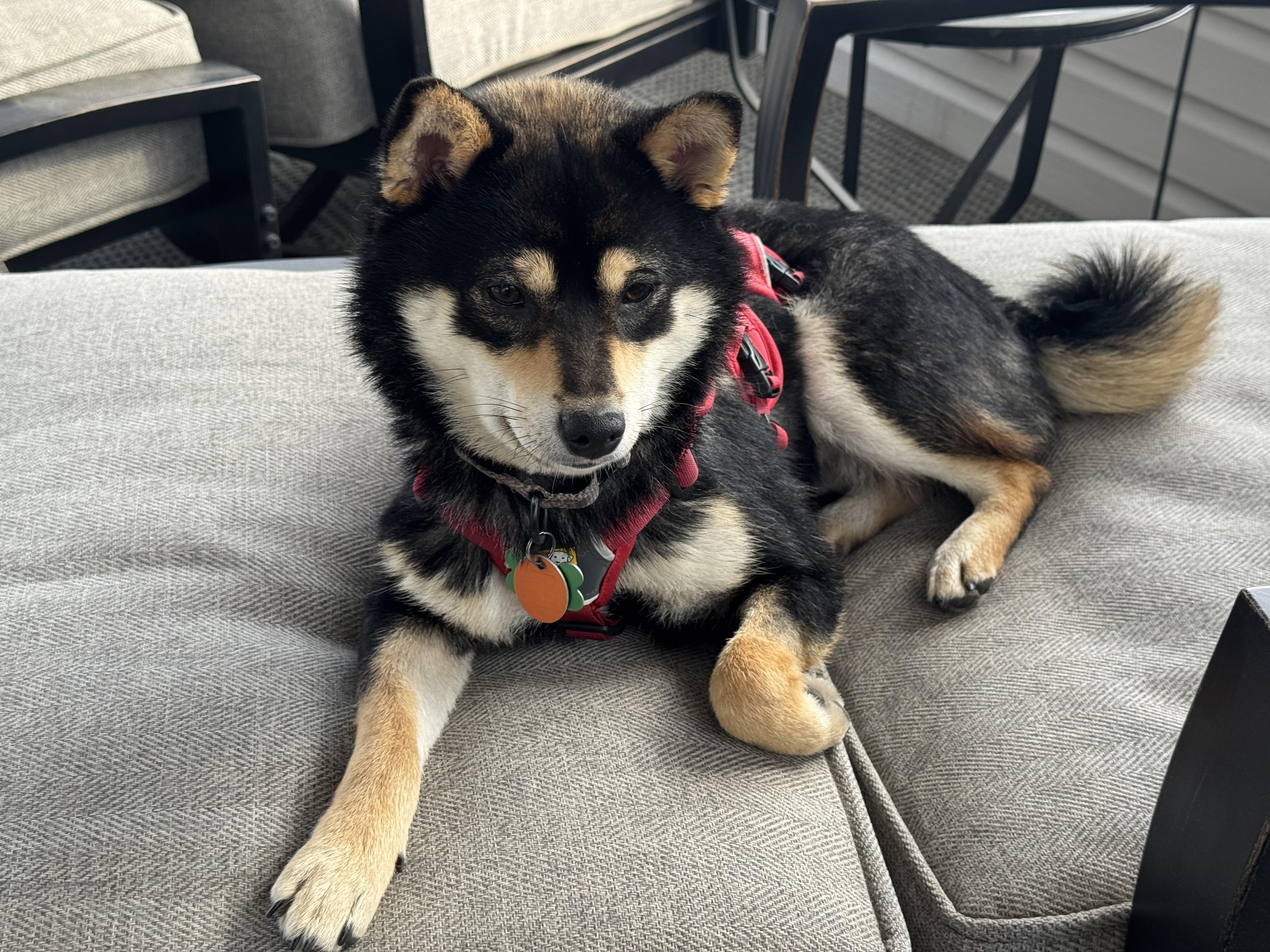 Enlarge Izzy, an adopted Shiba Inu in Kansas City, MO image 6/6